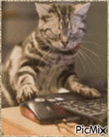 Amazing Cat geanimeerde GIF