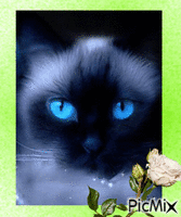 kočka modrooká GIF animé