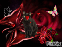 chat noir - GIF animado grátis
