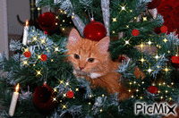 Cat Christmas - Ilmainen animoitu GIF