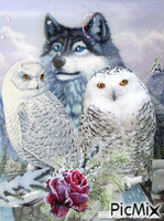 WOLF OWL Animated GIF