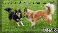 Ourale et Shanel sous la neige - GIF animé gratuit