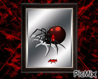 Black Widow - Besplatni animirani GIF