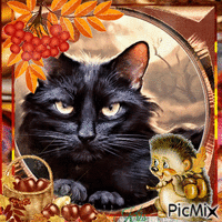 Chat noir d'automne animowany gif