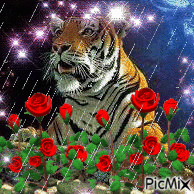 Tigre - GIF animate gratis