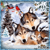 Wolves. Winter Magic
