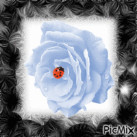 rose bleue - Darmowy animowany GIF