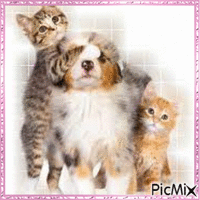 Chatons et chiots - Tons pastels - Darmowy animowany GIF