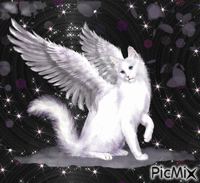 Angel cat