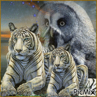 OWL AND TIGERS 动画 GIF