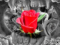 Rose.   🙂🌹.. geanimeerde GIF