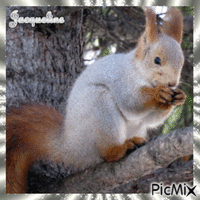 mignon petit écureuil GIF animé