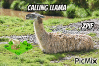 Calling LLama - Free animated GIF