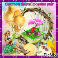 Common ringtail possum pair - GIF animado gratis