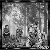 El hombre con los tigeres 动画 GIF