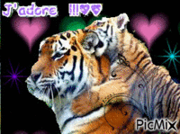 Les Tigre J'adore !!♥ - Безплатен анимиран GIF