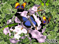 Papillons - Бесплатни анимирани ГИФ