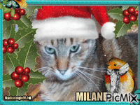 mon chat Milane 1 an GIF animado