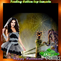 Feeding Cotton top tamarin Halloween animowany gif