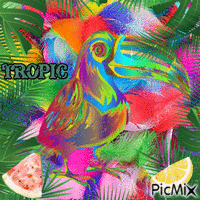 Tropic - GIF เคลื่อนไหวฟรี