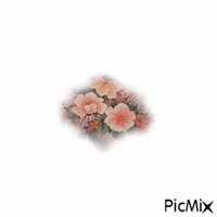 fiore - GIF animasi gratis