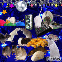 rat party in 1999 - GIF animé gratuit