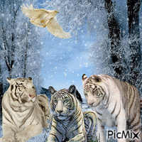 tigre - GIF animate gratis
