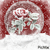 Winter Rose-Rm-02-24-23