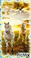 Cavalos - GIF animate gratis