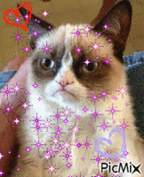 ces`t grumpy cat - GIF animasi gratis