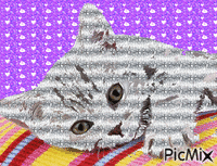 chatte grise - GIF animado grátis