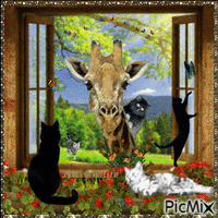 The giraffe and the cats