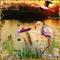 concours : Flamants roses - Free animated GIF