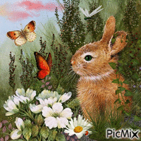 Bunny - 無料のアニメーション GIF