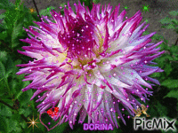 Maraviiosa flor!! - GIF animate gratis