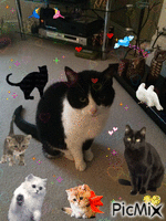Cutie Angel Chezzy & Puss Cat pals - GIF animasi gratis