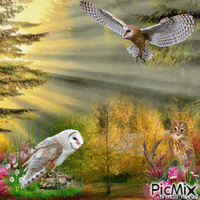 OWL animovaný GIF