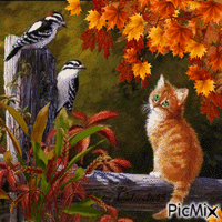 kočka a ptáci animowany gif