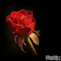 Rosa animata - GIF animé gratuit