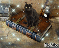 gato negro - Darmowy animowany GIF