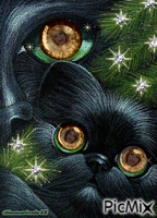 Black cat with sparkling eyes - GIF animé gratuit