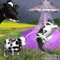 cow GIF animé