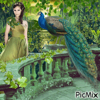 Lady and her Peacock - 免费动画 GIF