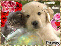 Comme Chat et Chien Gif Animado