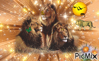 Leões animerad GIF