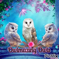 owl cover GIF animé
