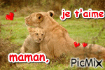 bébé et maman lion - GIF animé gratuit