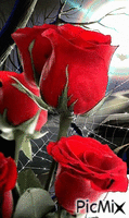 Spider on a rose - GIF animado grátis