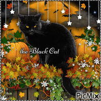 The Black Cat-RM=10-29-23 - Gratis animerad GIF