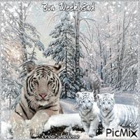 Tigres et hiver